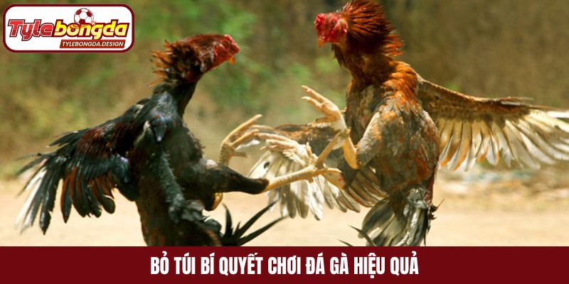 Bỏ túi bí quyết chơi đá gà hiệu quả