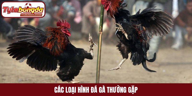 Các loại hình đá gà thường gặp