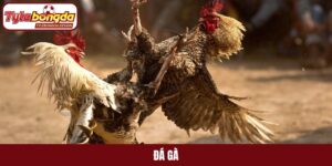 Đá gà