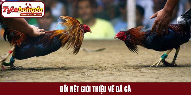 Đôi nét giới thiệu về đá gà